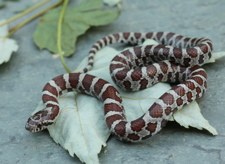 Eastern Milk Snake